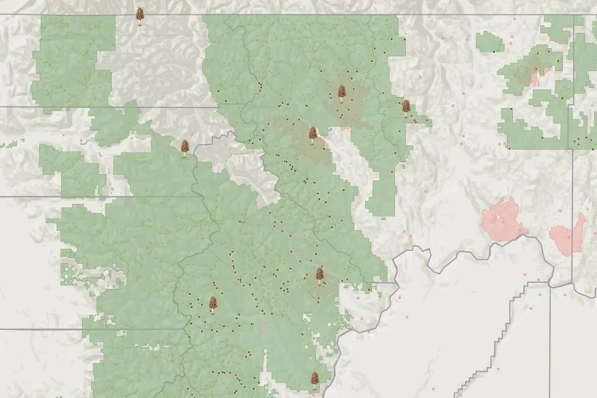 Preview of Morel Mushroom Hunting, an interactive Felt map