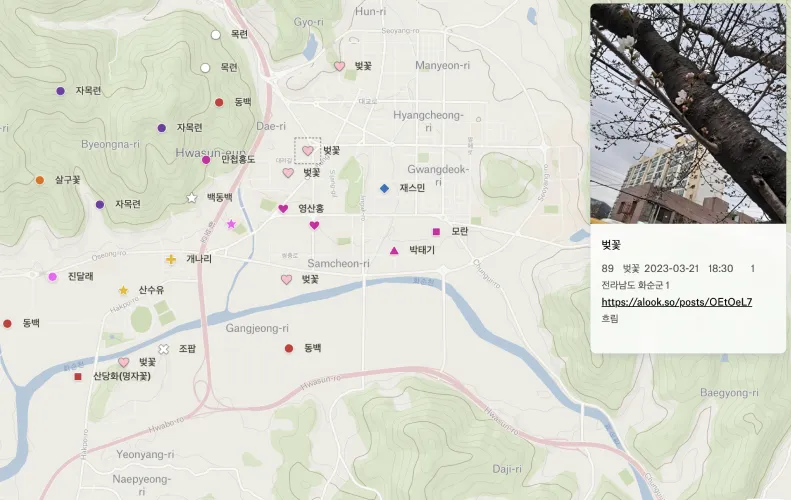 A Felt map of Hwasun, South Korea, with flower sighting markers and a popup photo of cherry blossoms