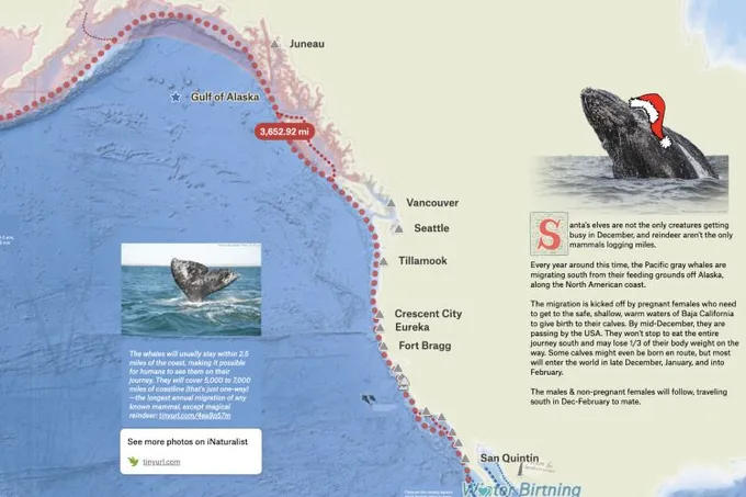 A Felt map of the Pacific coast tracing the gray whale migration route, with whale photos and notes